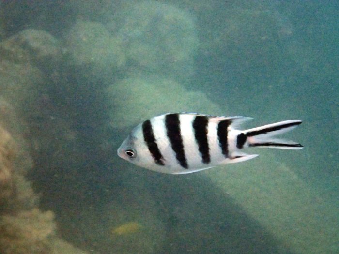 Abudefduf sexfasciatus