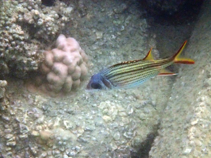 Neoniphon sammara