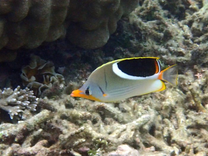 Chaetodon ephippium