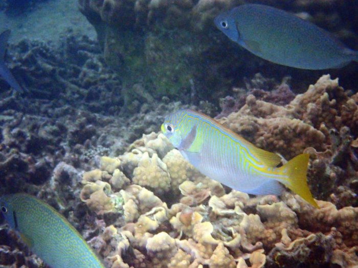 Siganus doliatus