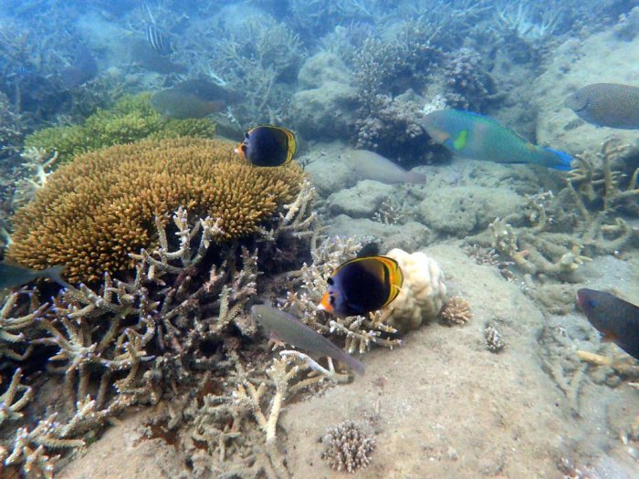 Chaetodon flavirostris