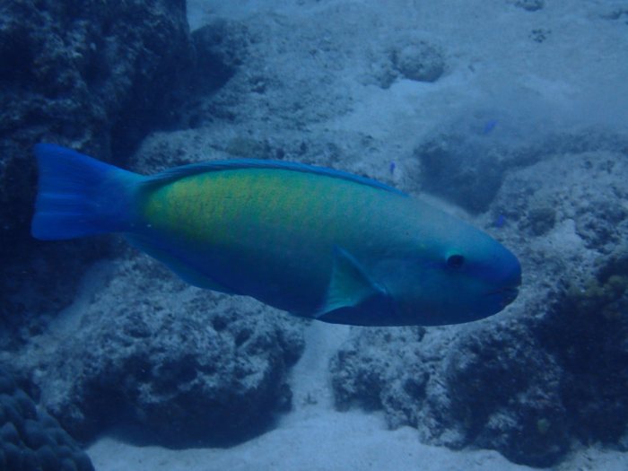Scarus rivulatus