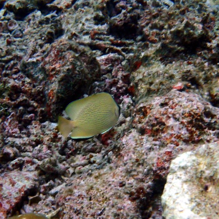 Chaetodon citrinellus