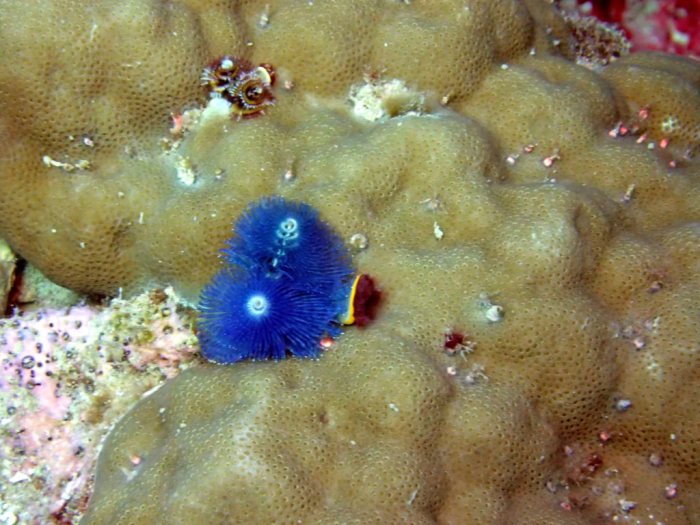 Spirobranchus corniculatus
