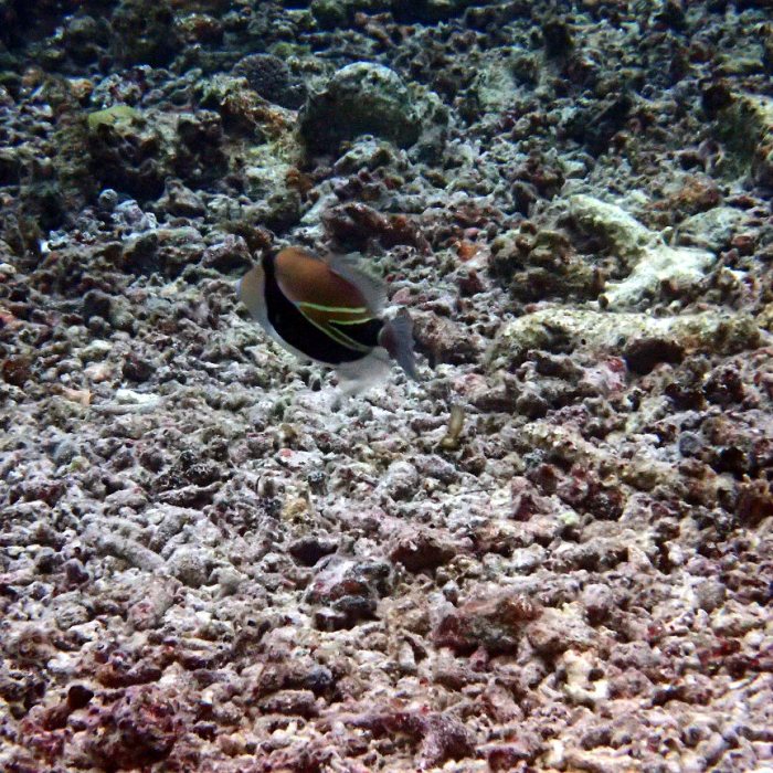 Rhinecanthus rectangulus