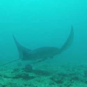 Mobula alfredi