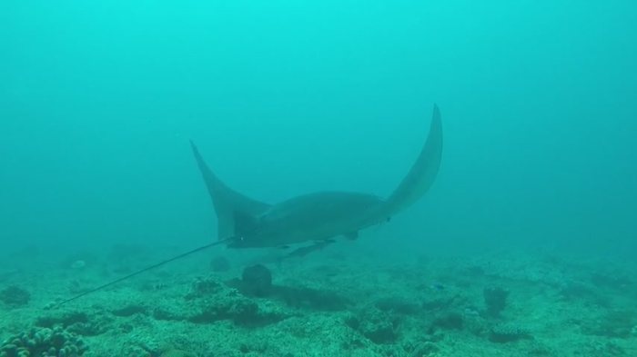 Mobula alfredi