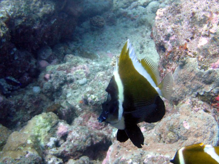 Heniochus varius
