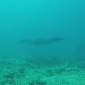 Mobula alfredi