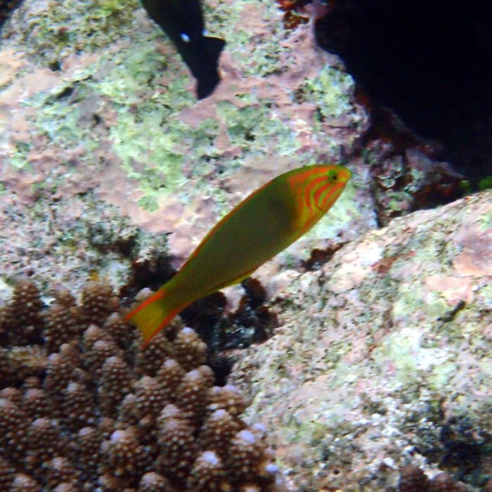 Thalassoma lutescens
