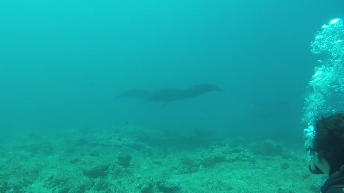 Mobula alfredi