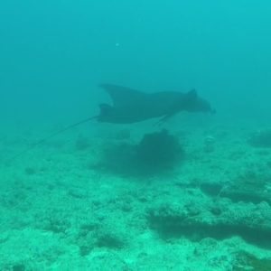 Mobula alfredi