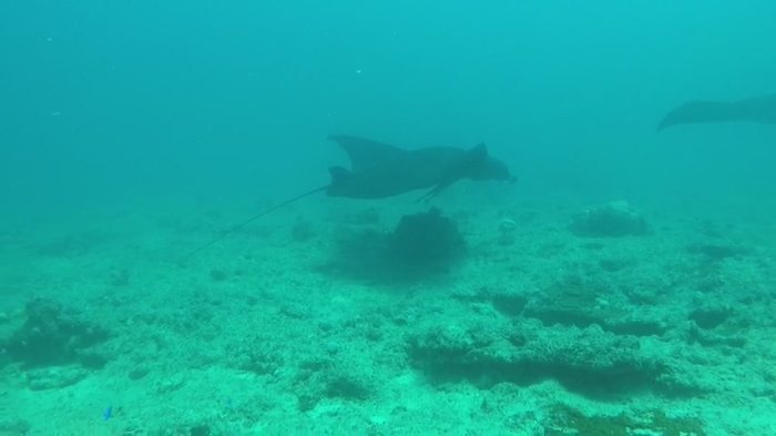 Mobula alfredi