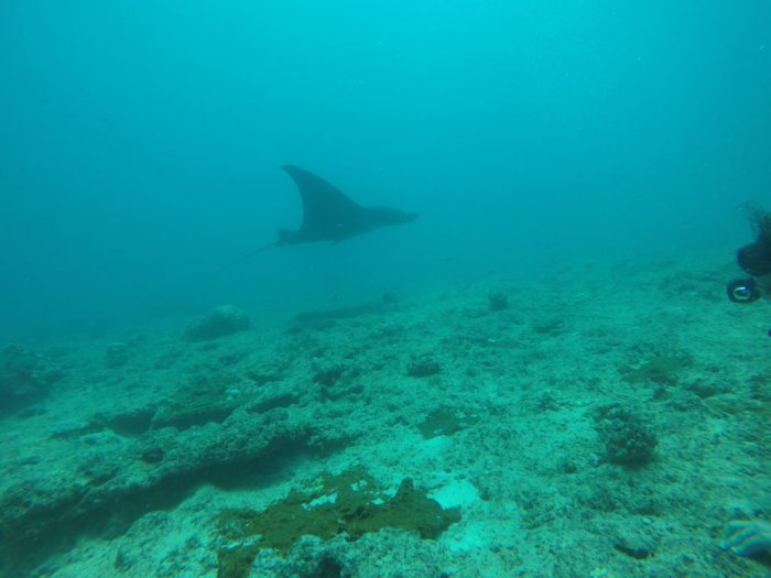 Mobula alfredi