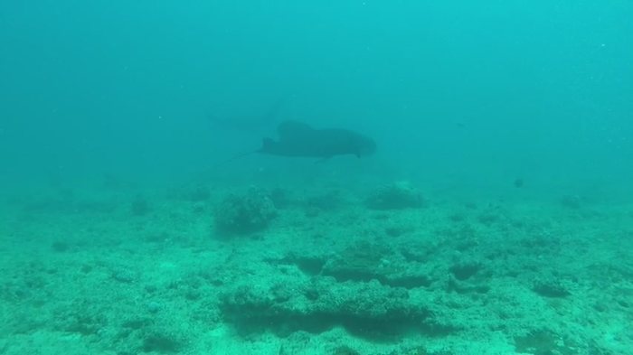 Mobula alfredi