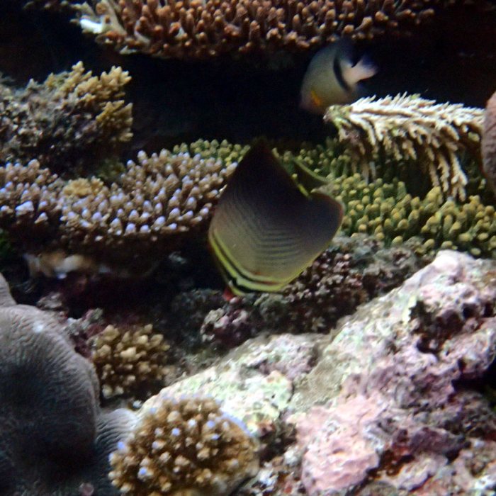 Chaetodon baronessa