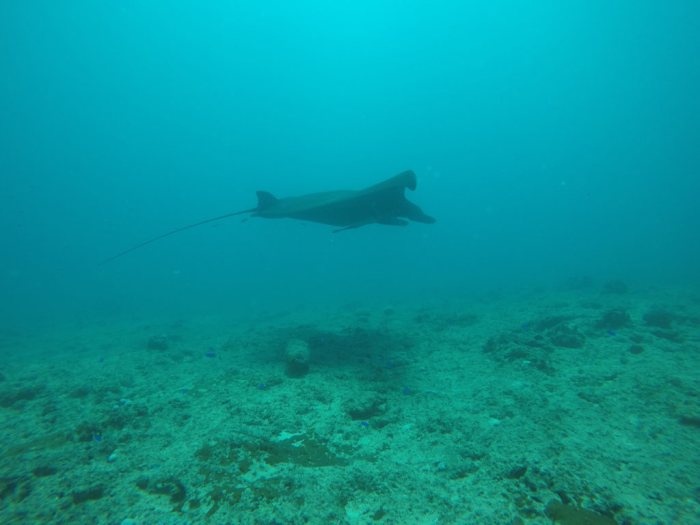 Mobula alfredi
