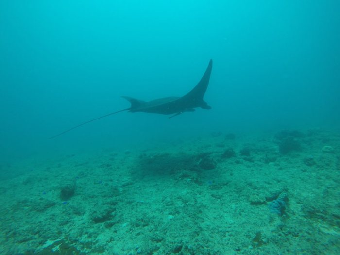 Mobula alfredi