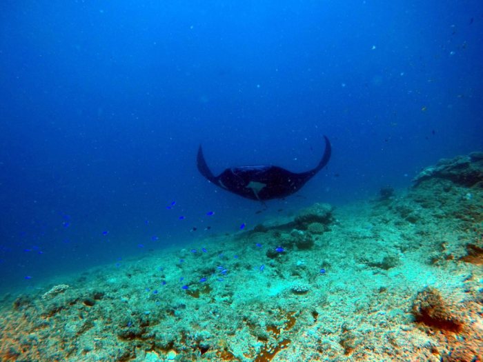 Mobula alfredi