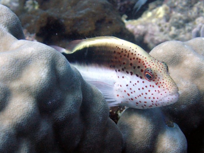 Paracirrhites forsteri