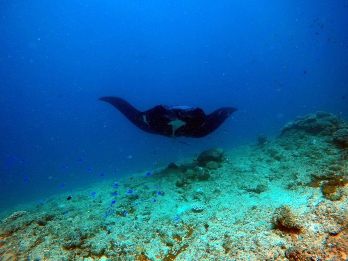 Mobula alfredi