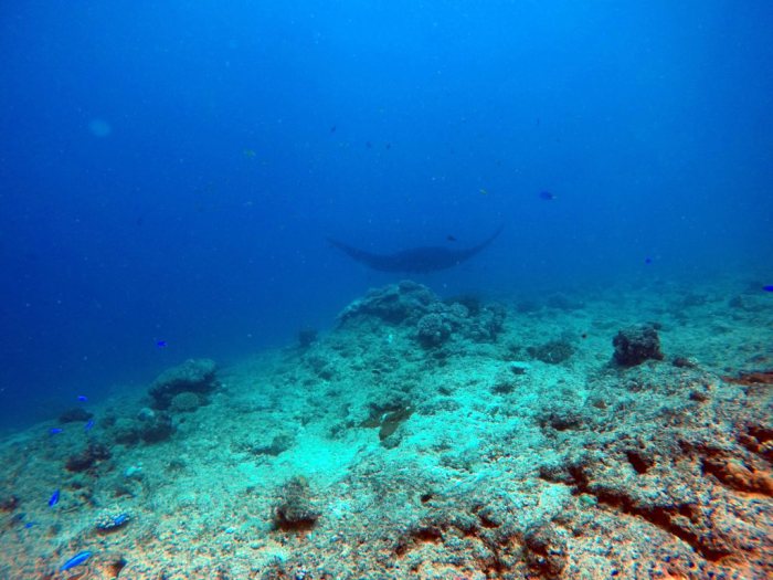 Mobula alfredi