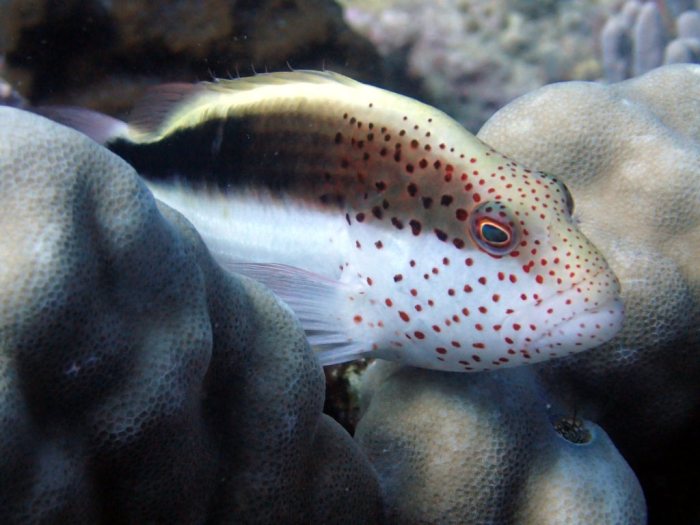Paracirrhites forsteri