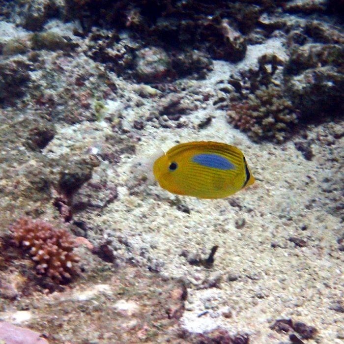 Chaetodon plebeius