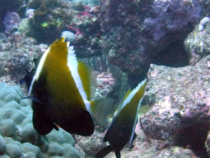 Heniochus varius