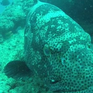 Epinephelus malabaricus