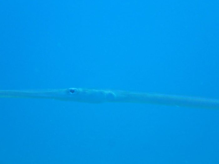 Fistularia commersonii