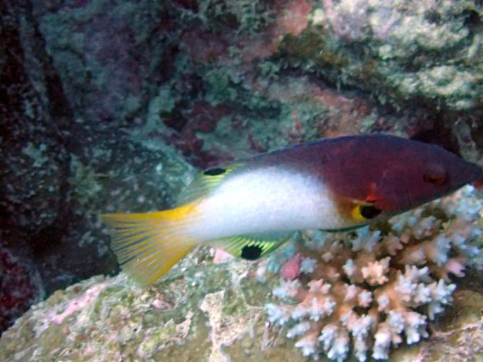 Bodianus axillaris