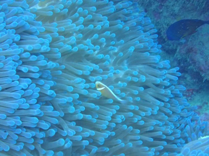 Amphiprion perideraion