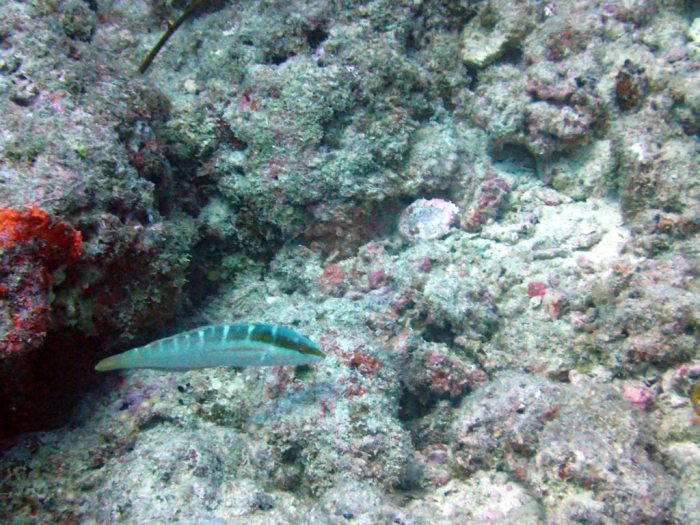 Coris dorsomaculatus