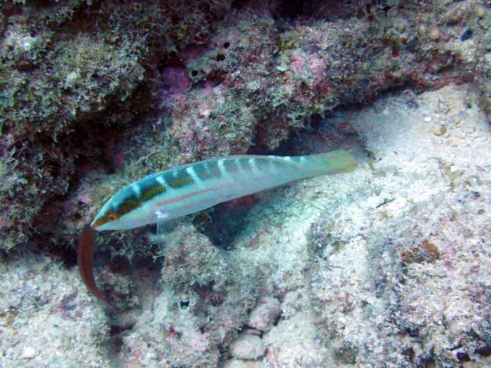 Coris dorsomaculatus