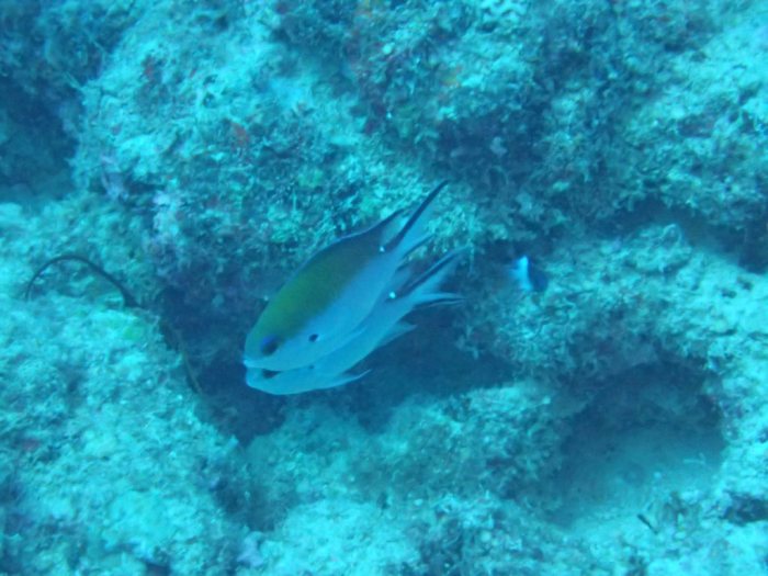 Chromis fumea