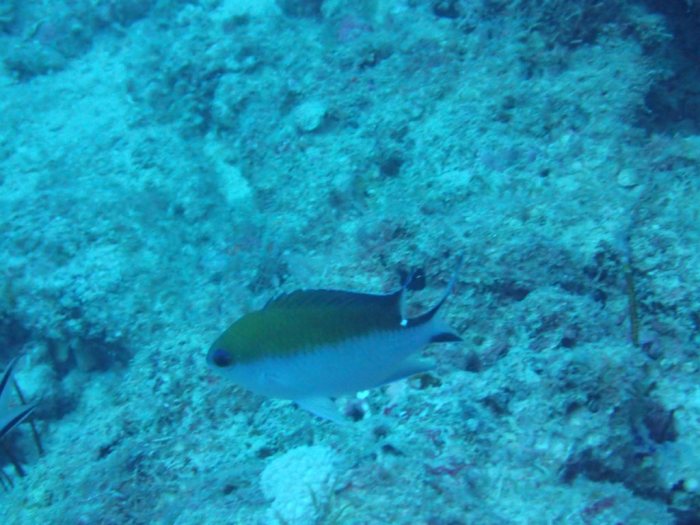 Chromis fumea