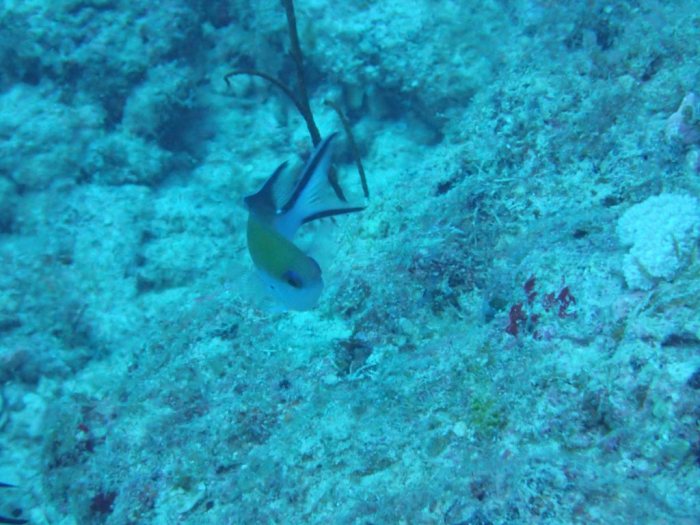 Chromis fumea