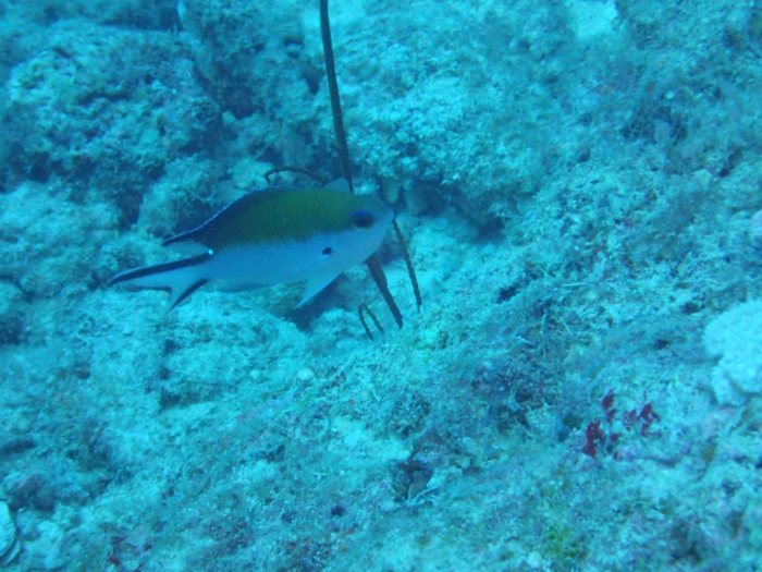 Chromis fumea