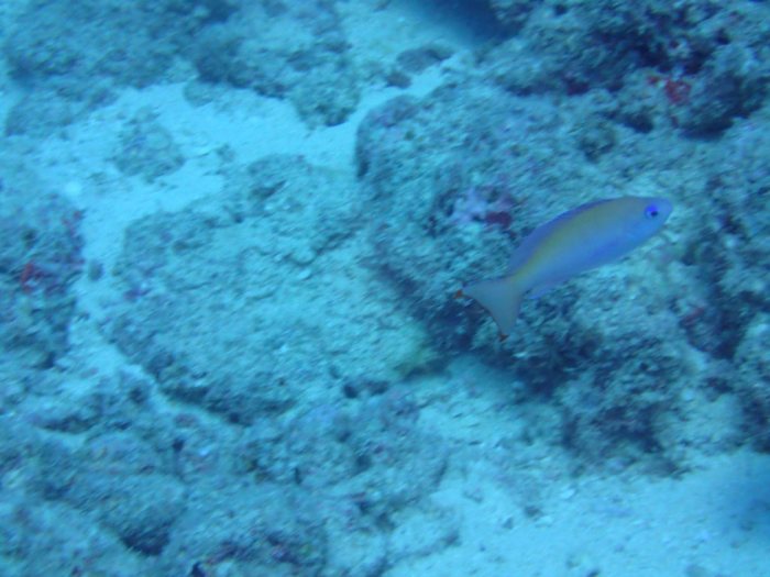 Poissons osseux