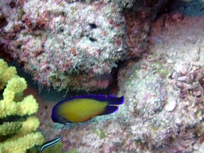 Centropyge bispinosa