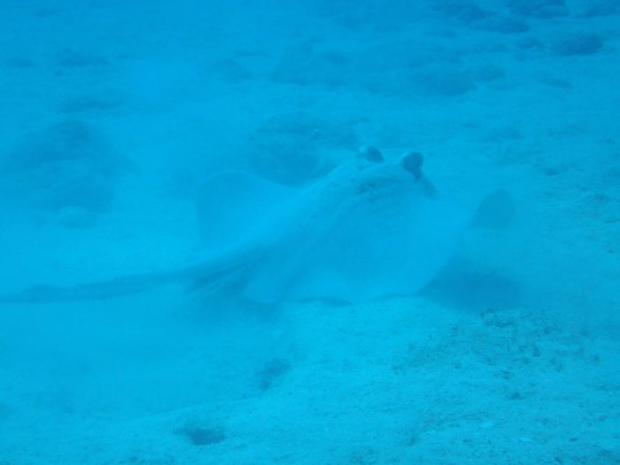 Neotrygon kuhlii