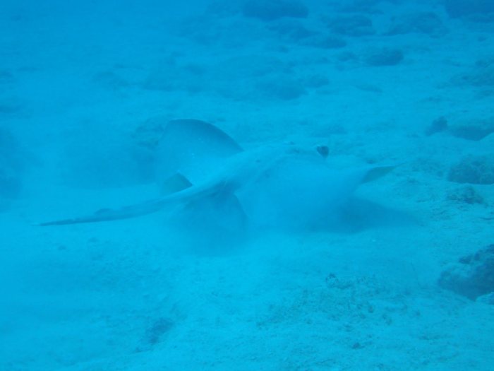 Neotrygon kuhlii