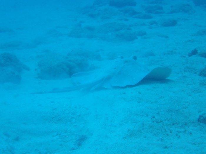 Neotrygon kuhlii