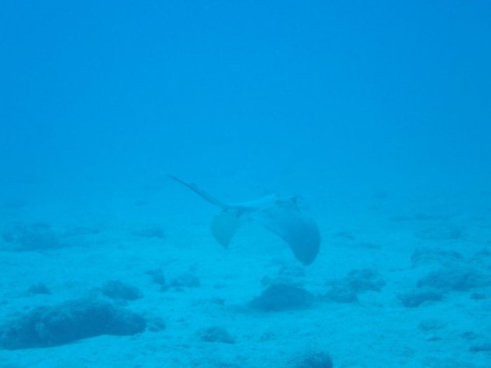 Neotrygon kuhlii