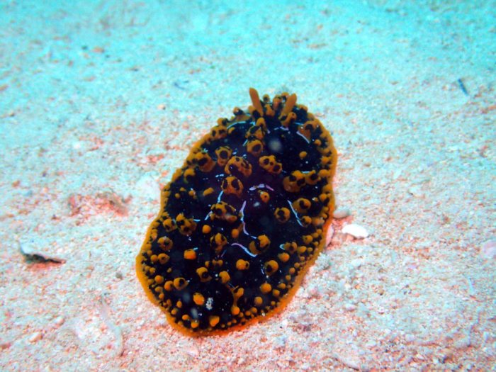 Phyllidia ocellata