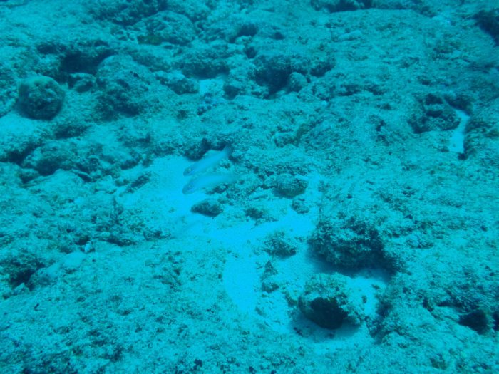 Valenciennea strigata