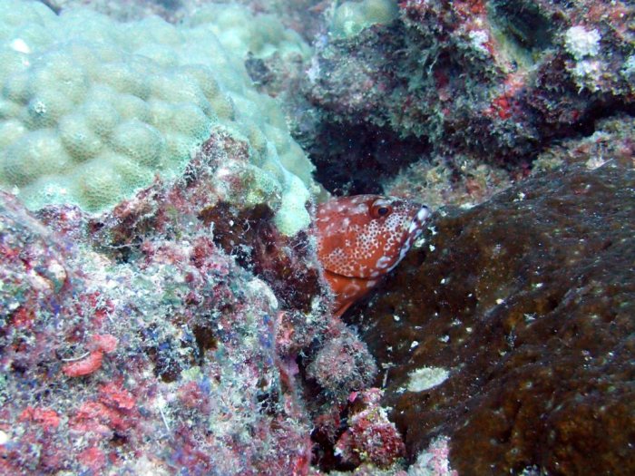 Cephalopholis urodeta