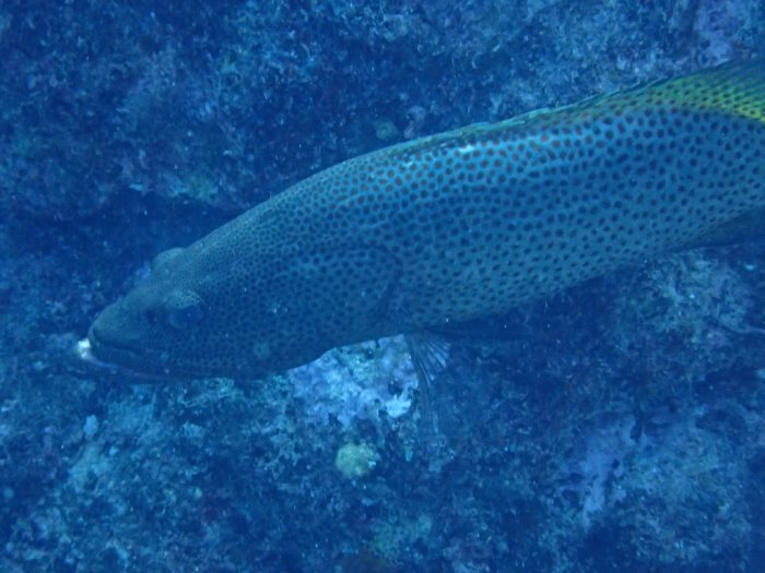 Anyperodon leucogrammicus