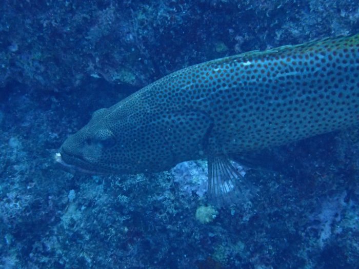 Anyperodon leucogrammicus